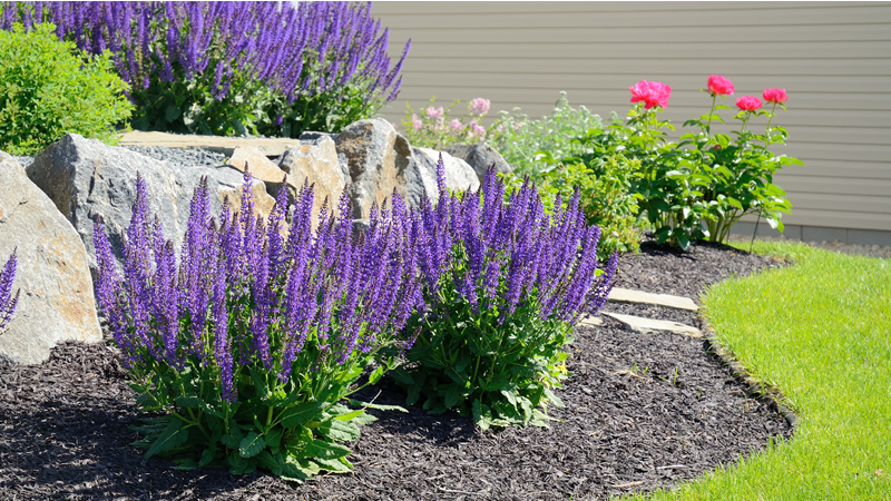 DE_Blog_GardenTips_Feb2019_3