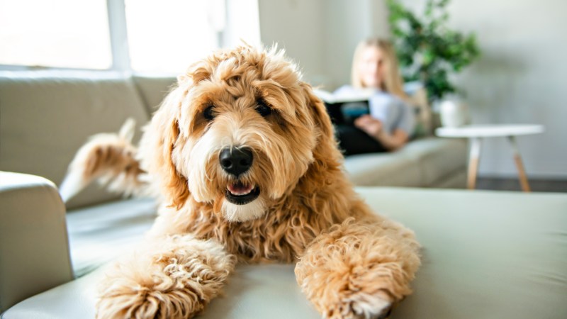 How to Choose the Perfect Pet-Friendly Place How to Choose the Perfect Pet-Friendly Place